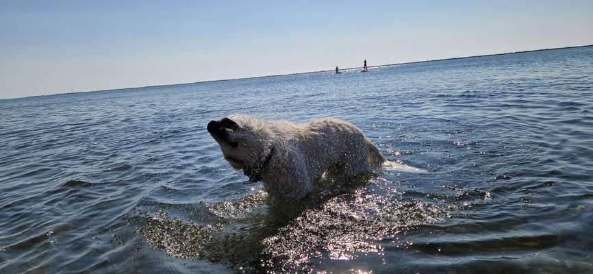 Weißer Schweizer Schäferhund-Beitrag-Bild