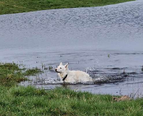 Weißer Schweizer Schäferhund-Beitrag-Bild