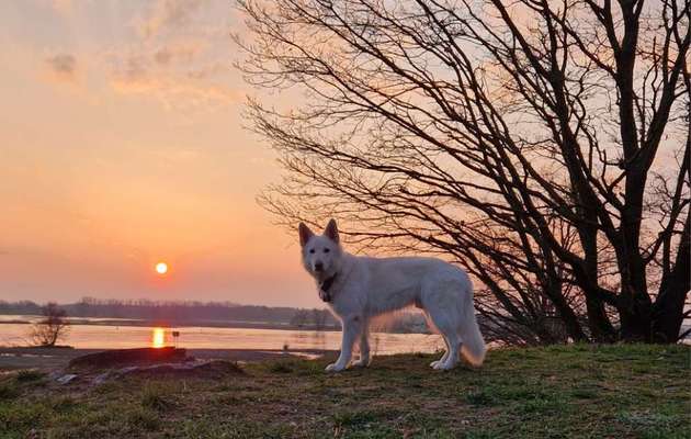 Weißer Schweizer Schäferhund-Beitrag-Bild