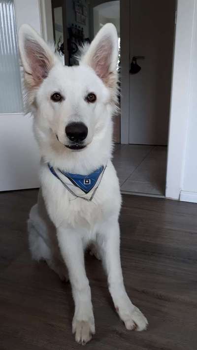 Weißer Schweizer Schäferhund-Beitrag-Bild