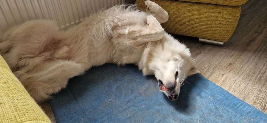 Handy Foto Challange Nr. 46  Happy Dog-Beitrag-Bild