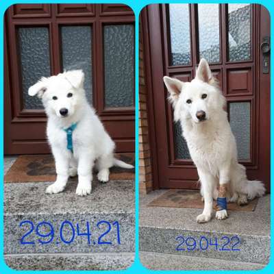 Weißer Schweizer Schäferhund-Beitrag-Bild