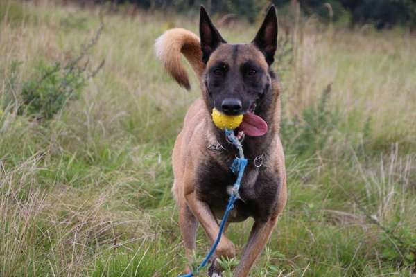 Malinois-Beitrag-Bild