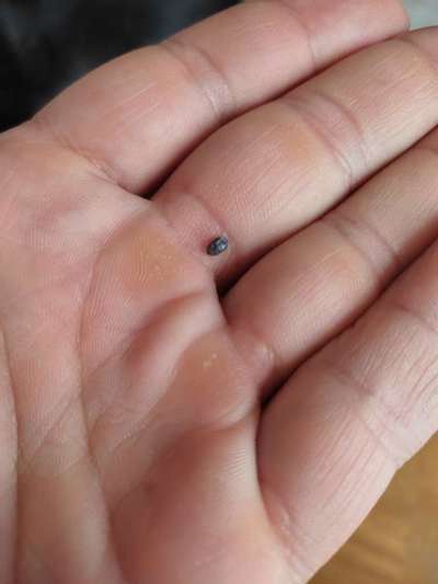 Kleine dunkle Viecher am Ohrrand-Beitrag-Bild