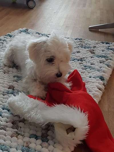 Als Welpen sind sie alle noch süßer-Beitrag-Bild