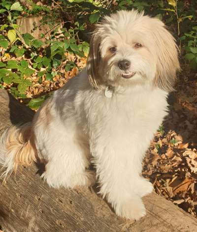 Auslandstierschutz-Beitrag-Bild