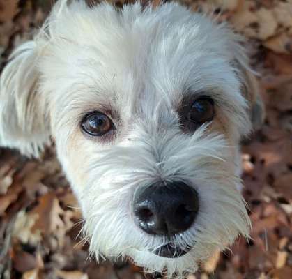 Die Augen Deines Hundes-Beitrag-Bild