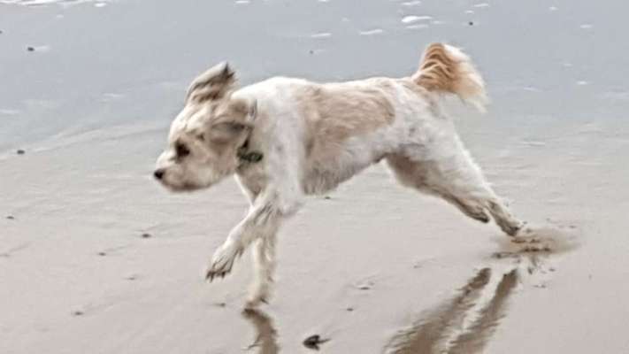 Fotochallenge 66 ~ Rennaction -Zeig deinen Hund im Lauf-Beitrag-Bild