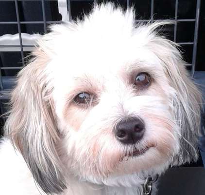 Die Augen Deines Hundes-Beitrag-Bild