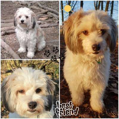 TierschutzhundeStammtisch🐕-Beitrag-Bild