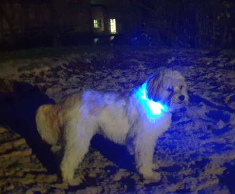Beleuchtung am Hund-Beitrag-Bild