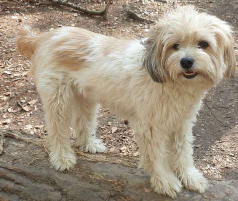 Welche Hunderasse-Beitrag-Bild