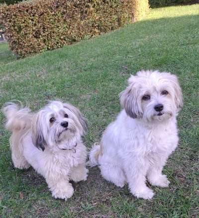 Die Augen Deines Hundes-Beitrag-Bild