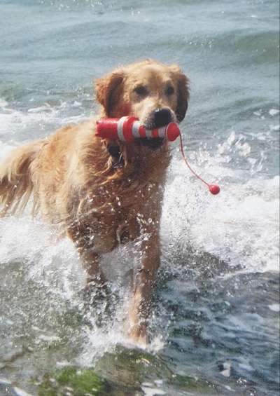 Wo sind die Golden Retriever Liebhaber?-Beitrag-Bild