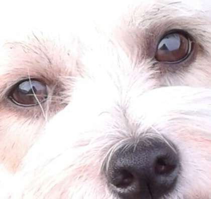 Die Augen Deines Hundes-Beitrag-Bild