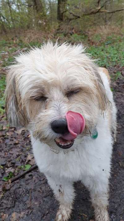 Die Dogorama-Wochen-Challenge "Die schönste Grimasse"-Beitrag-Bild