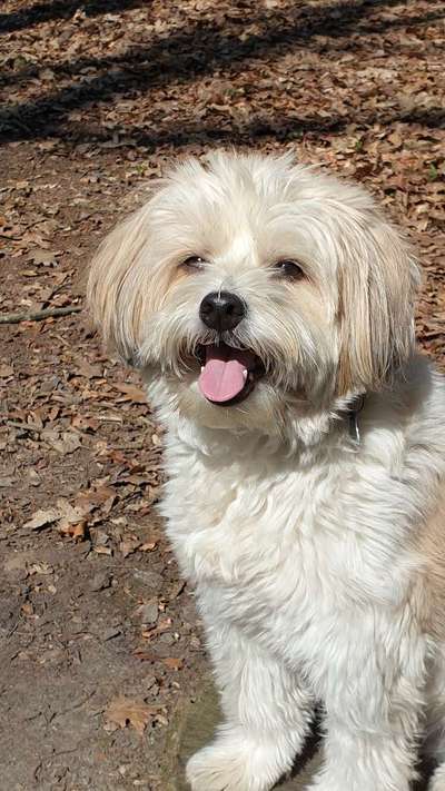 Fotochallenge Nr. 59 - Mein Hund zeigt die Zunge-Beitrag-Bild