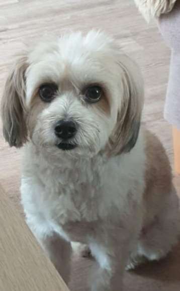 Hunde aus Griechenland-Beitrag-Bild