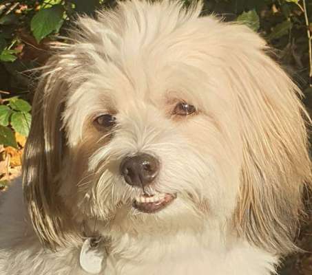 Dogorama Photo Challenge - Hundeblick zum hinschmelzen-Beitrag-Bild