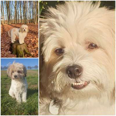 Mischlingshunde Foto Aufruf-Beitrag-Bild