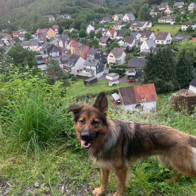 Hundetreffen-Treffen