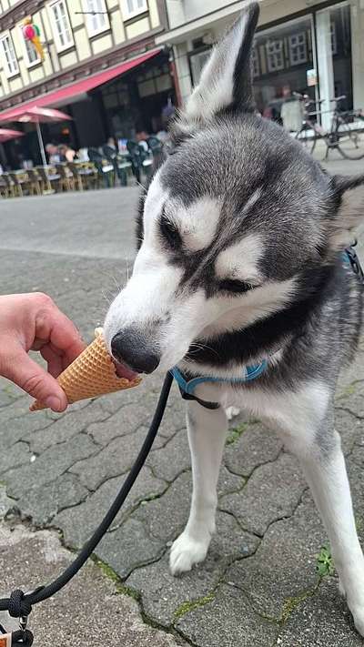 Hundetreffen-Hundefreundschaft zum Gassigehen und mehr :)-Bild
