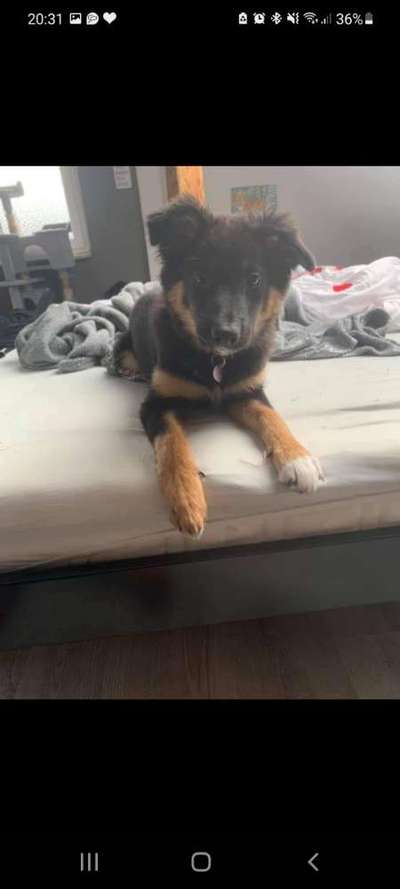 Seltene Rassen!-Beitrag-Bild