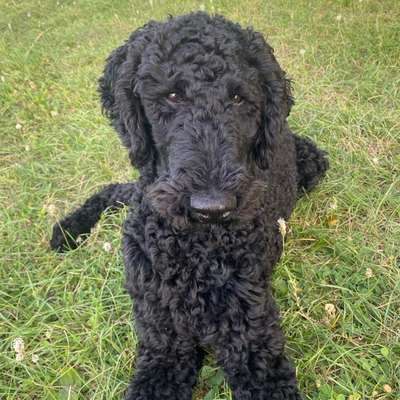 Hundetreffen-Social-Walk und Trauningsmöglichkeit-Bild