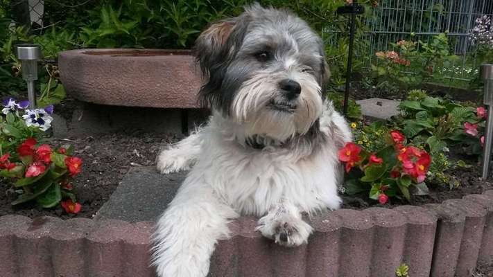 Wie heißt dein Hund?-Beitrag-Bild