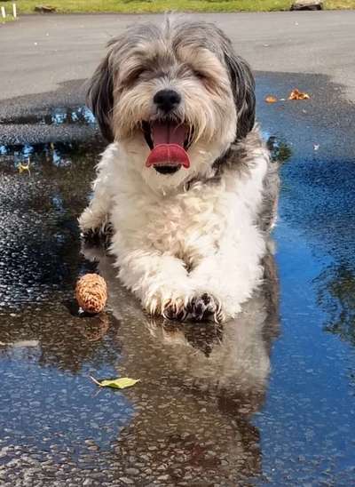 Tongue Out Tuesday-Beitrag-Bild