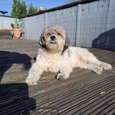 36. Handy Foto Challenge - Sonnenanbeter-Beitrag-Bild