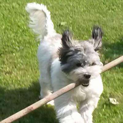 Dogorama Photo Challenge - Apportieren-Beitrag-Bild