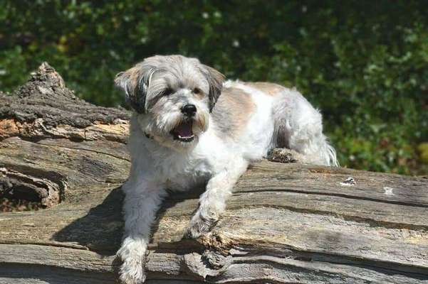 Handy Foto Challenge Nr. 49: Mein Freund der Baum-Beitrag-Bild