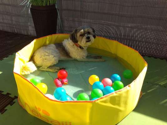 9.Farben-Fotochallenge            Gelb-Beitrag-Bild