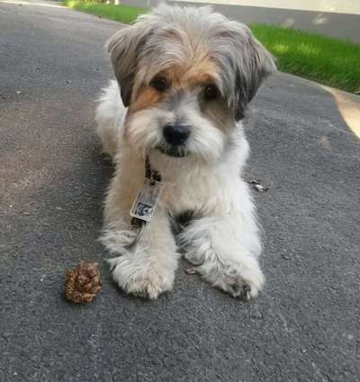 Mischling oder Reinrassig-Beitrag-Bild