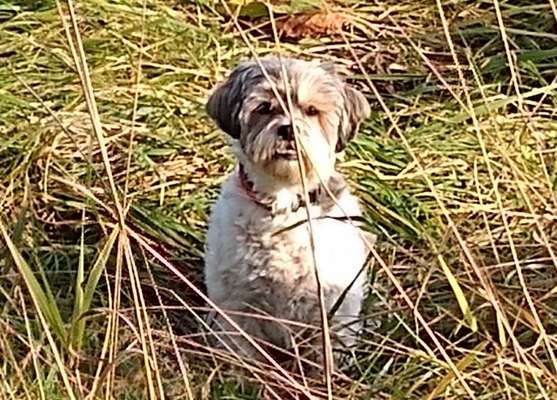 5. Hund im hohen Gras-Beitrag-Bild