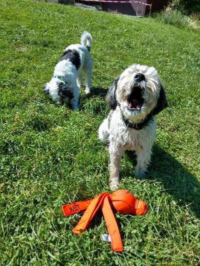 Dogorama Photo Challenge - Dein Hund beim Gähnen-Beitrag-Bild
