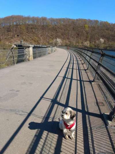 Dogorama Photo Challenge - Brücken-Beitrag-Bild