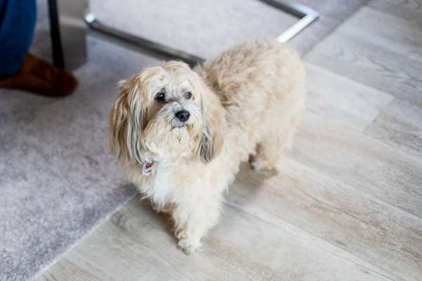 Havaneser dabei?:)-Beitrag-Bild