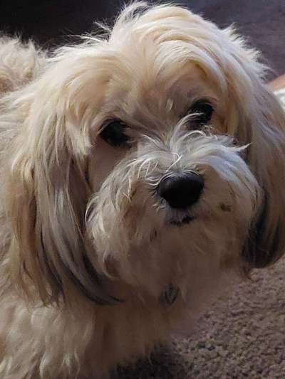 Havaneser dabei?:)-Beitrag-Bild