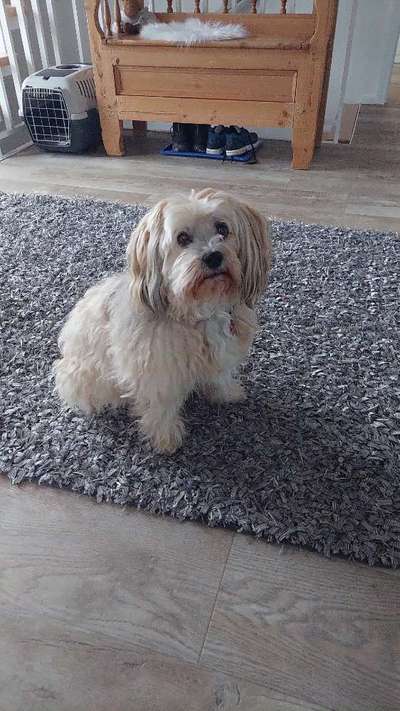 Havaneser-Beitrag-Bild