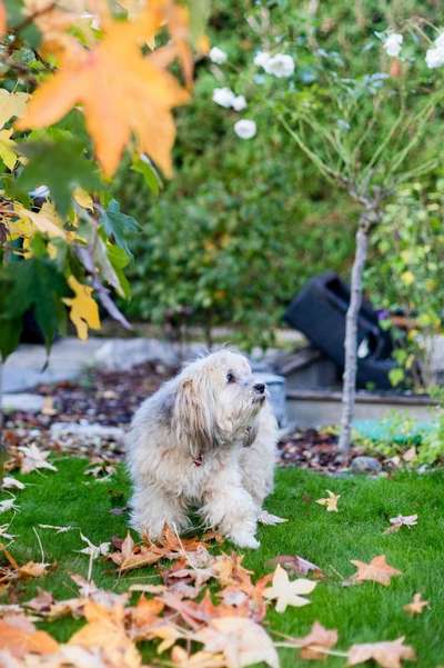 Havaneser-Beitrag-Bild