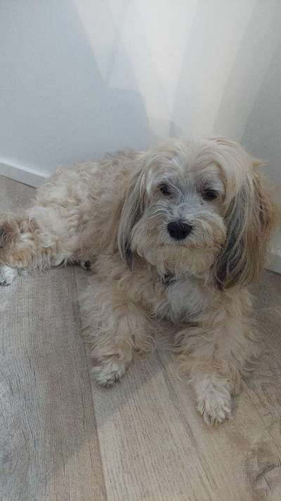 Unsere Fellnasen im Regenbogenland-Beitrag-Bild