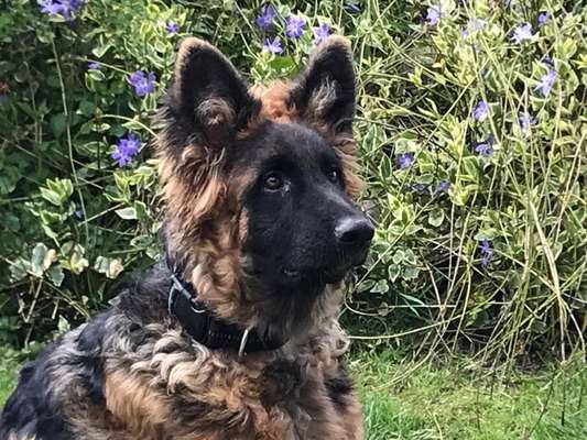 Welpen Bilder !-Beitrag-Bild