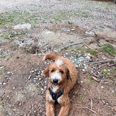 Hundetreffen-Gassirunde und Spieletreff-Bild