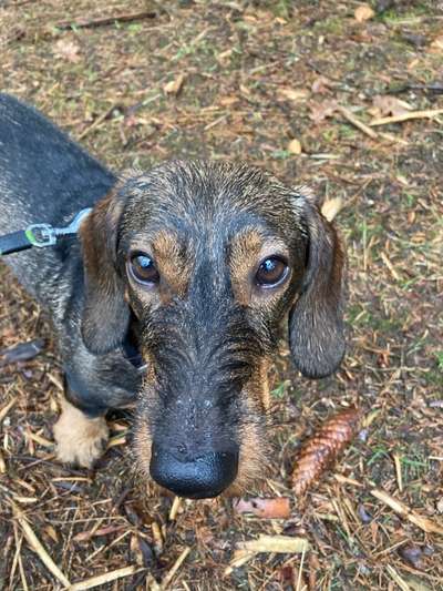 Dogorama-Monats-Challenge-Mai "Wasser"-Beitrag-Bild