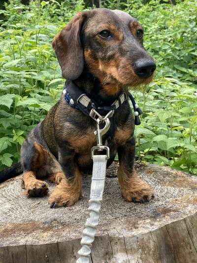 Dogorama Photo Challenge - Märchenwald-Beitrag-Bild