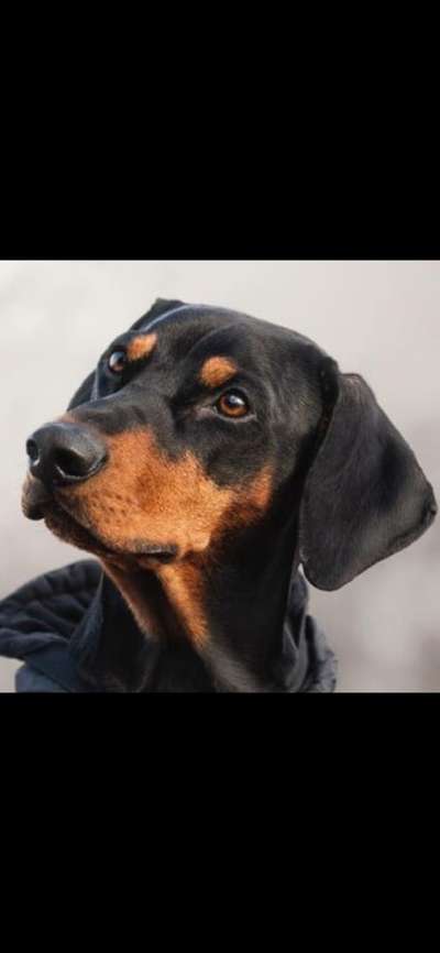 Liebhaber des Deutschen Pinscher gesucht.-Beitrag-Bild