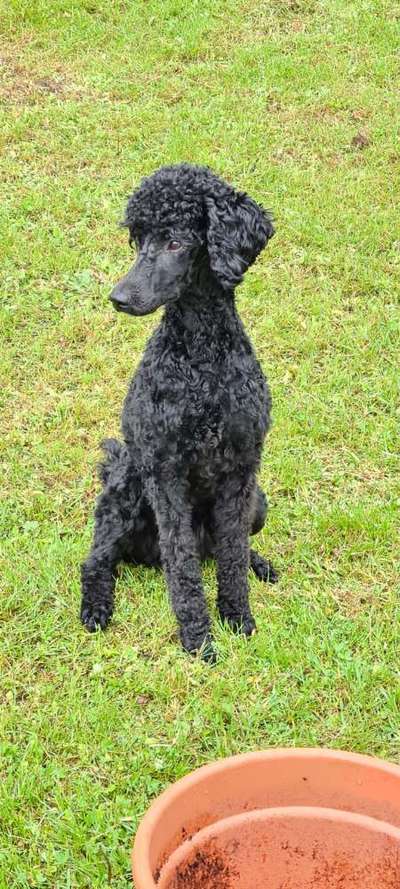 Alles rund um den Pudel-Beitrag-Bild