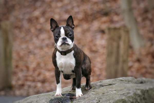 Wo sind hier die Boston Terrier?-Beitrag-Bild